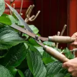 black currant bush blooming garden pruning Dutch garden