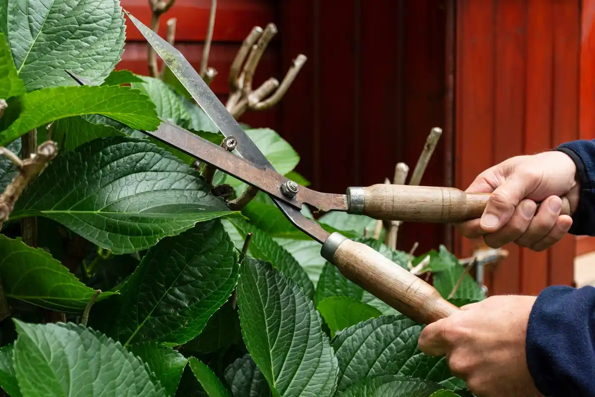 black currant bush blooming garden pruning Dutch garden