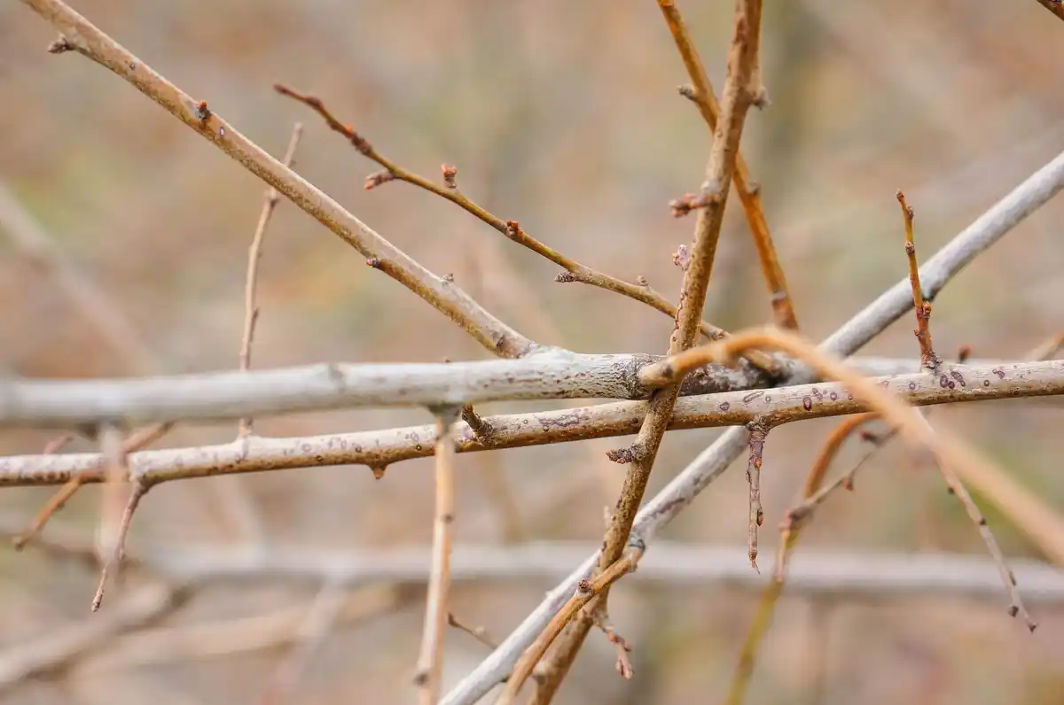 pruning currant bushes in spring garden