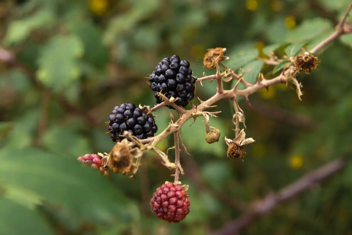 Dutch raspberry bushes garden growth problem