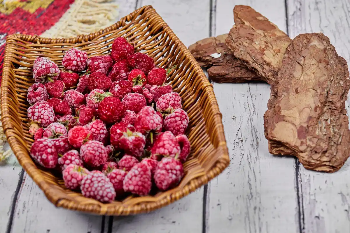 Dutch raspberry garden soil preparation