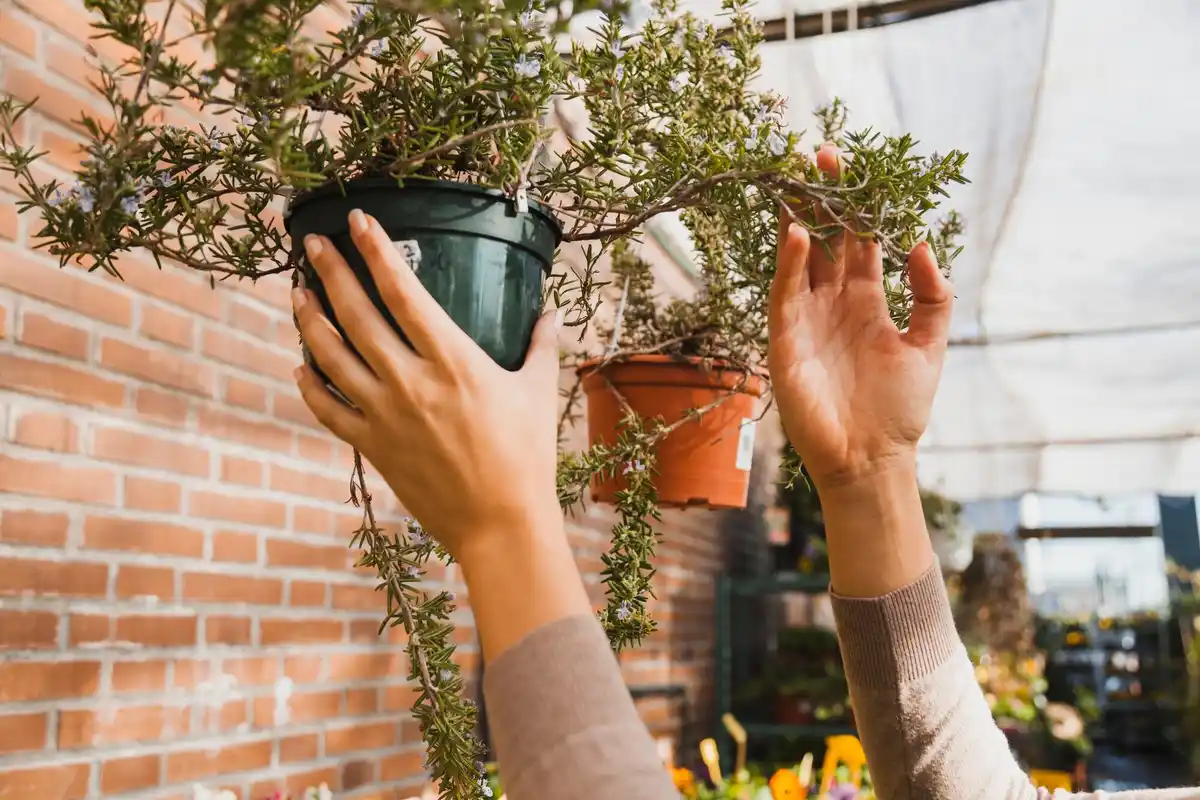 urban balcony garden beginner plants