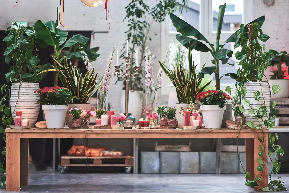 colorful balcony garden plants lush greenery