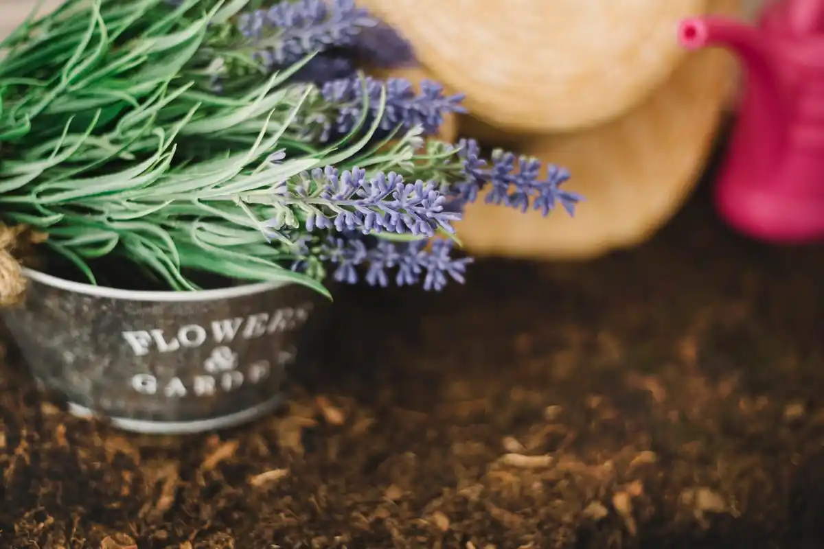 lavender plant balcony sunny day