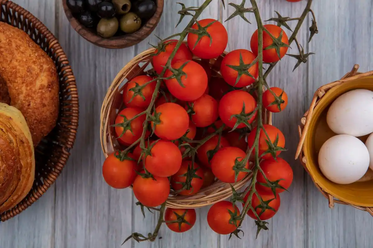 Dutch garden ripe tomatoes summer