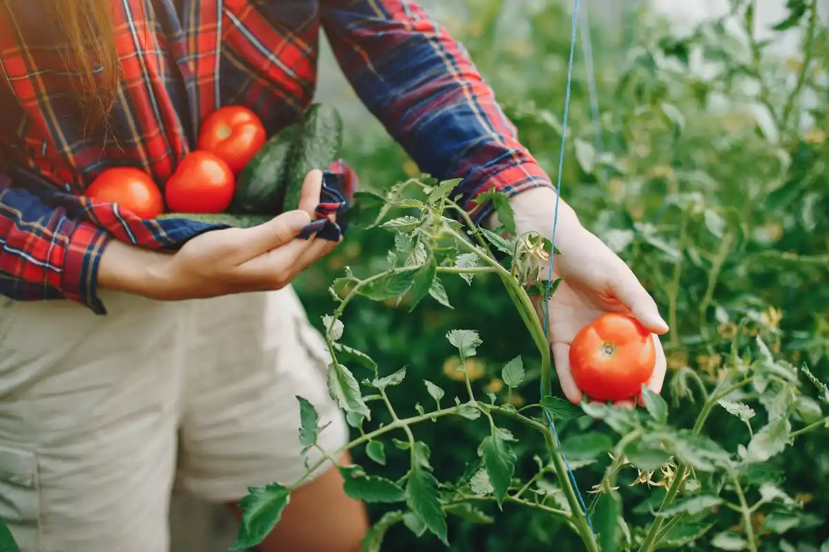 pruned tomato plants sunny garden