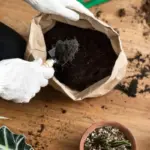 healthy vegetable garden coffee grounds mulch