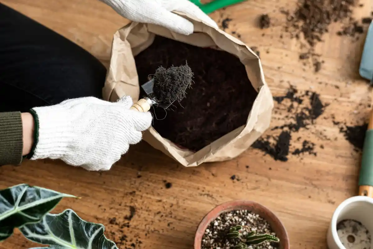 healthy vegetable garden coffee grounds mulch