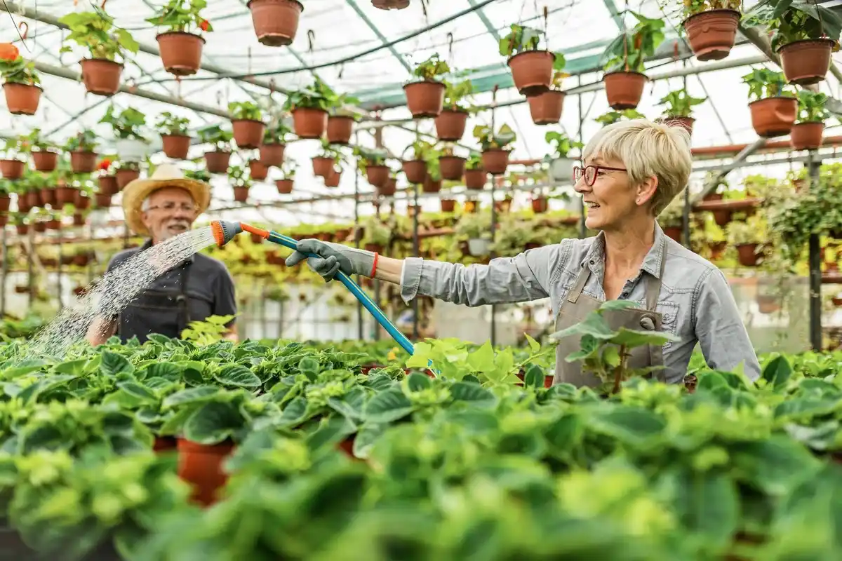 Dutch vegetable garden healthy plants