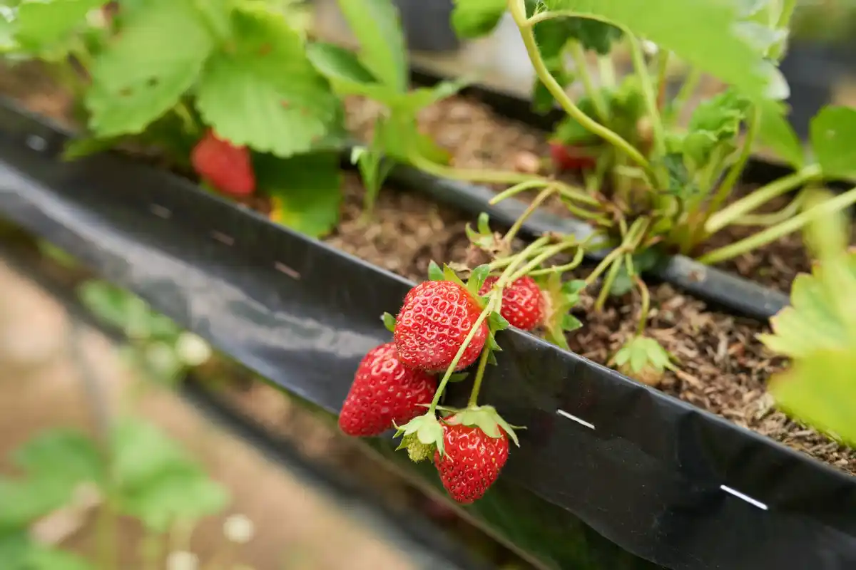 Dutch garden with layered fruit plants strawberry and berry bushes