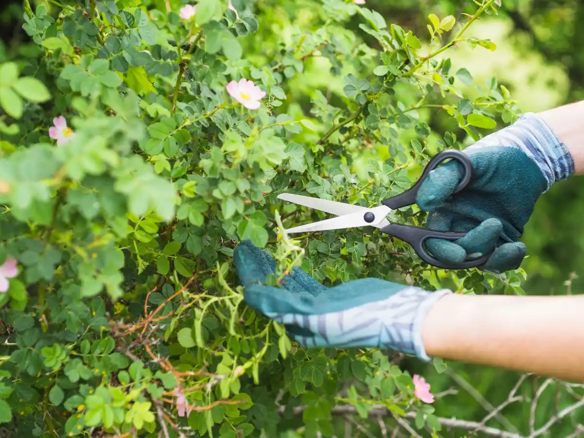fruit tree garden pruning watering mistakes