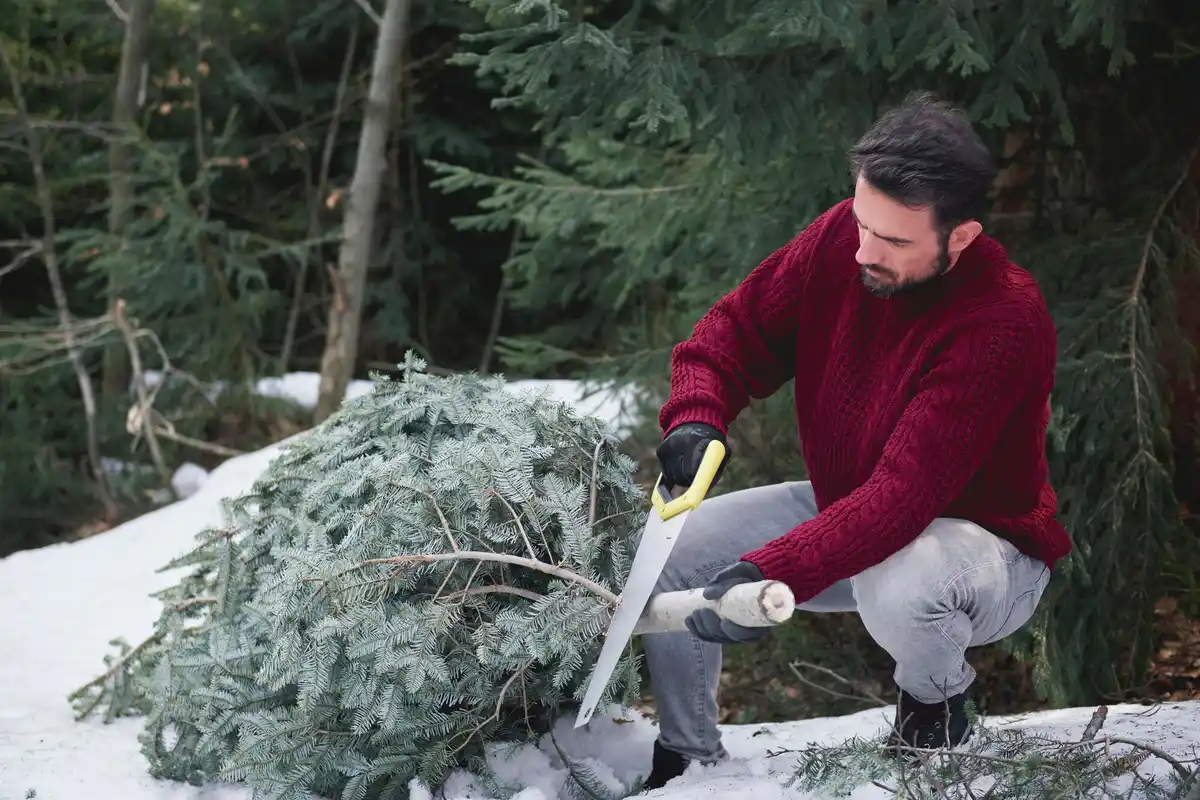 pruning fruit tree in winter garden