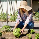 organic vegetable garden soil improvement netherlands
