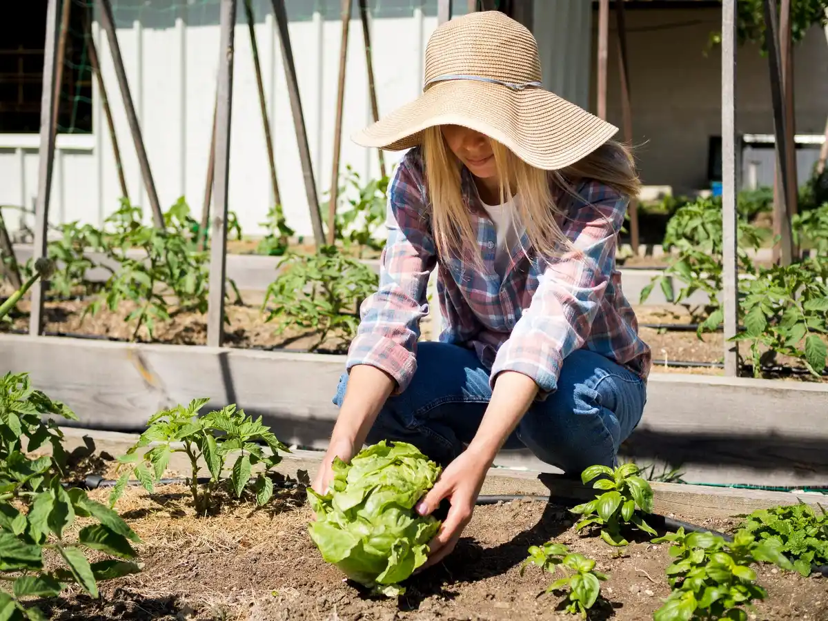 organic vegetable garden soil improvement netherlands