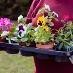 Dutch home garden colorful vegetables thriving outdoors