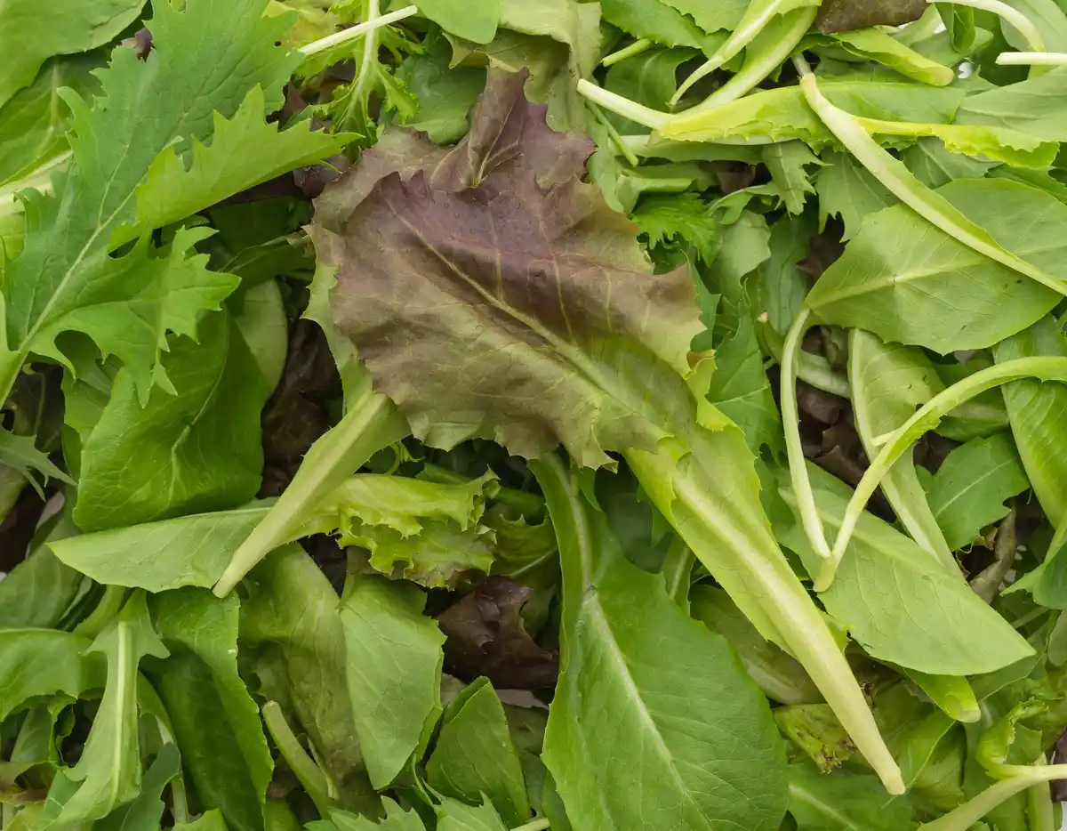 Fresh lamb's lettuce growing in Dutch garden bed
