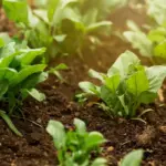carrots growing in vegetable garden loose soil