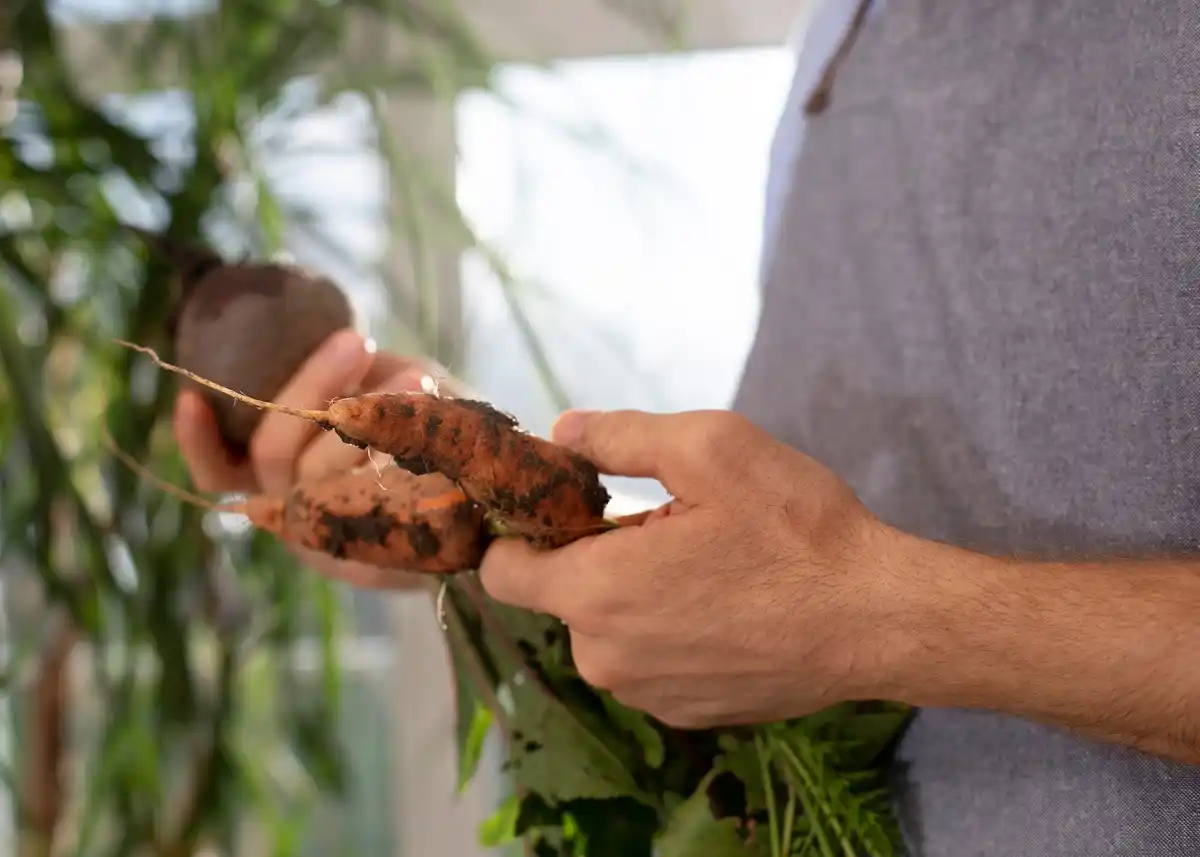 carrot gardening problems