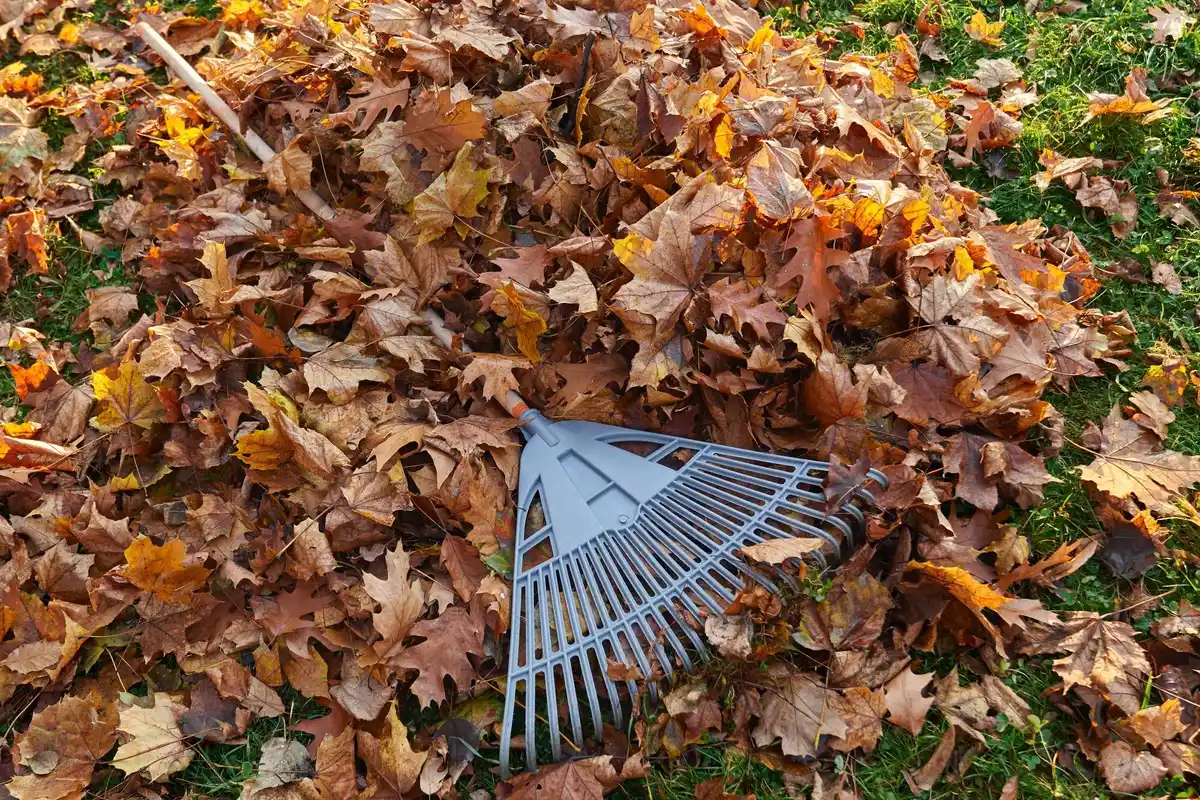electric garden tools lawn mower autumn