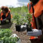 organic vegetable garden weed control natural methods
