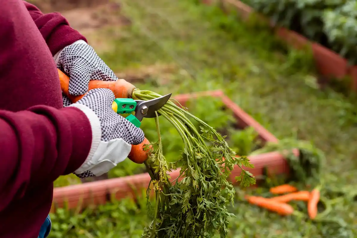 organic vegetable garden weed control