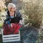 autumn vegetable garden harvest netherlands