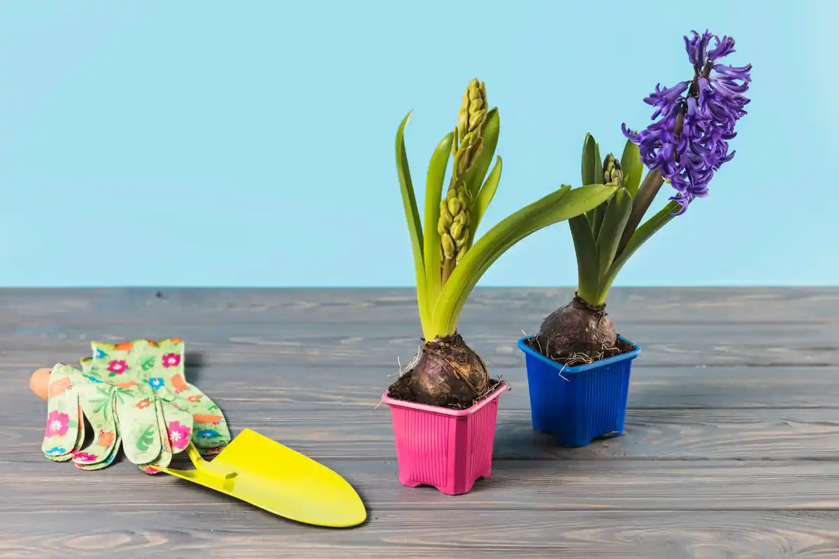 innovative garden tools Netherlands