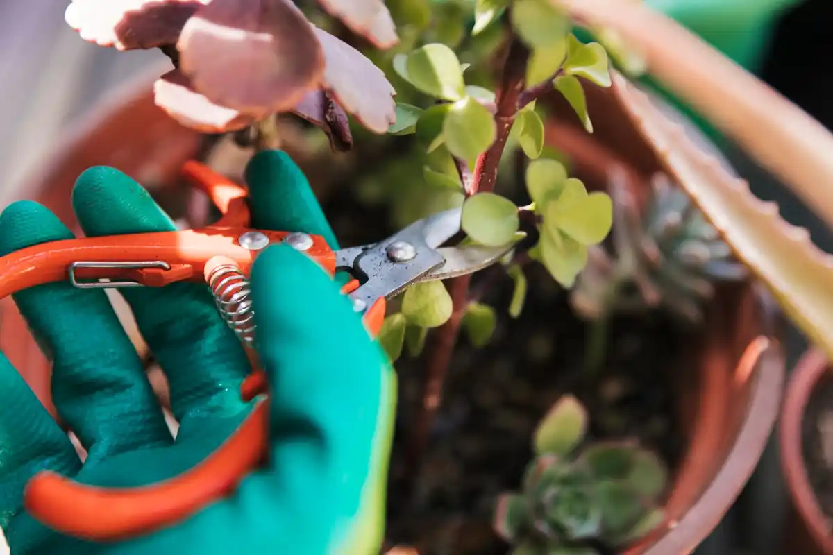 professional gardening tools in use