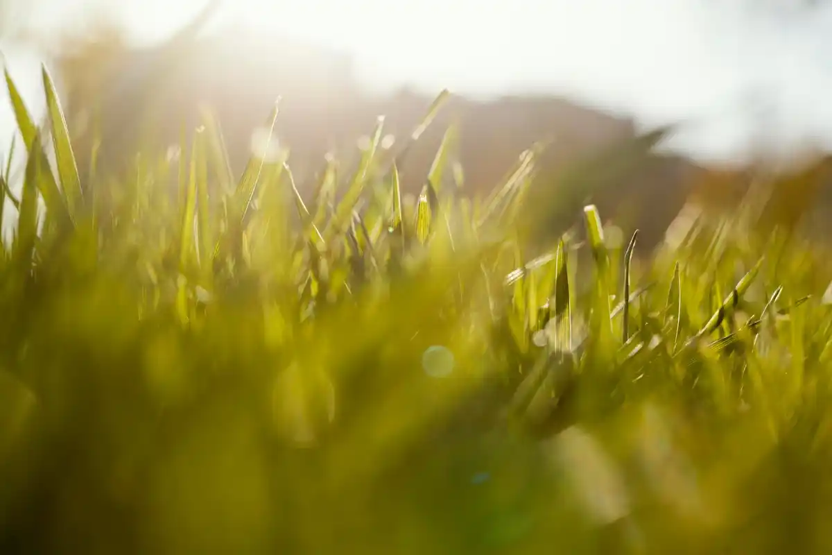 fresh green lawn close-up sunny day