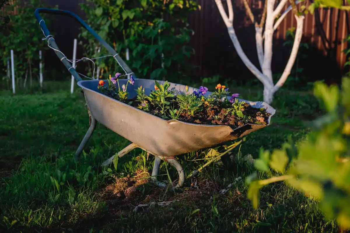 Dutch garden compost mulching raised beds vegetable plants