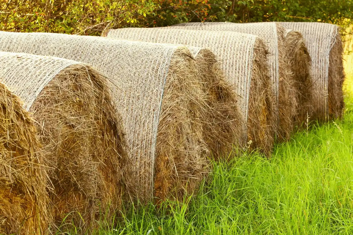 Garden bed covered with straw mulch to retain moisture