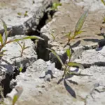 dry lawn watering deep roots garden care