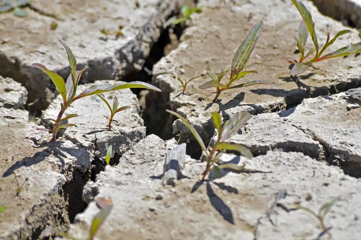 dry lawn watering deep roots garden care