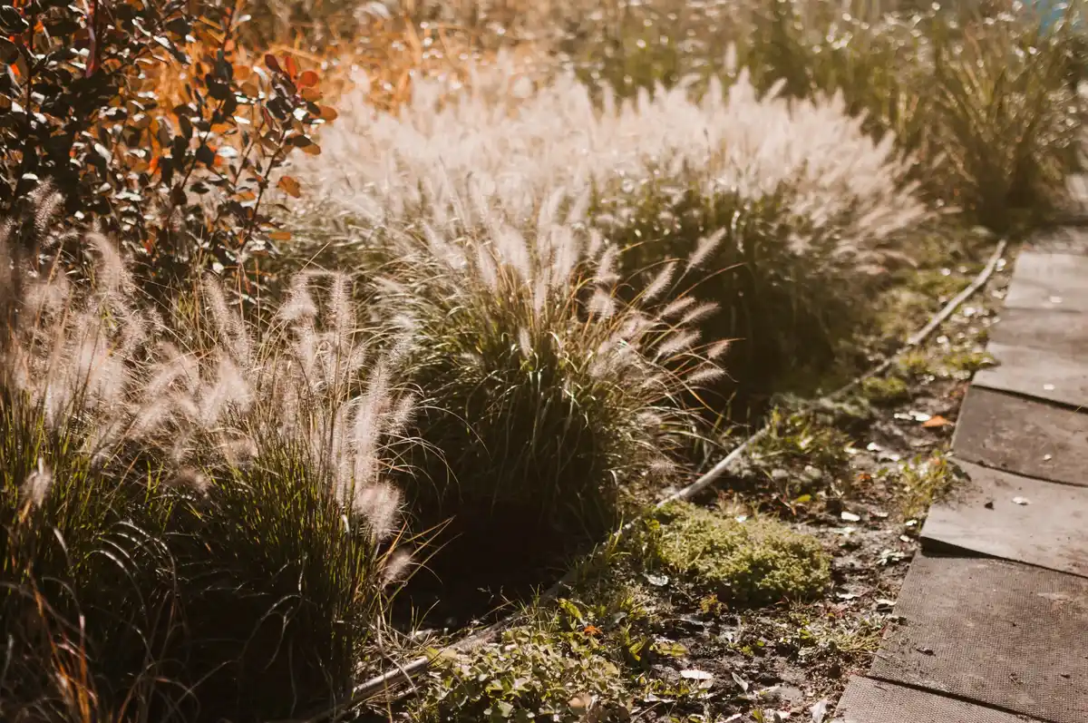 watering lawn dry grass summer garden