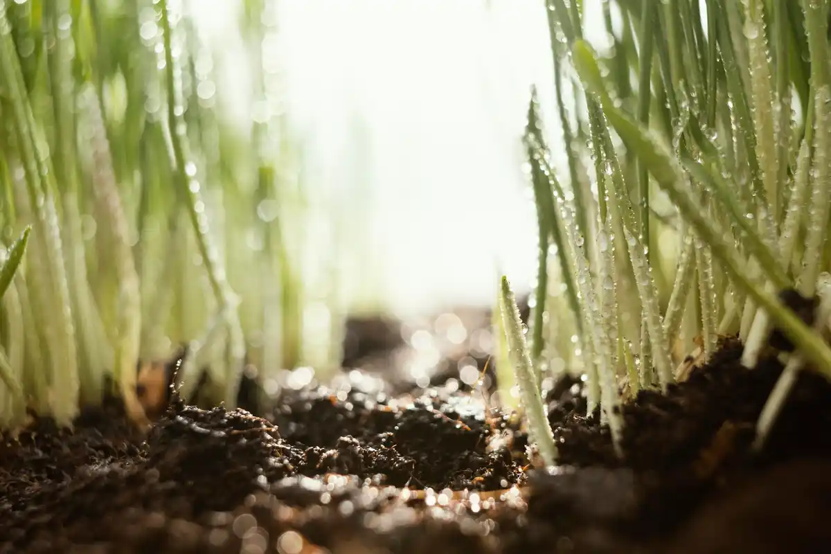 garden lawn aeration close up soil grass roots