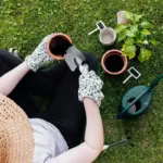 lush green lawn gardening care
