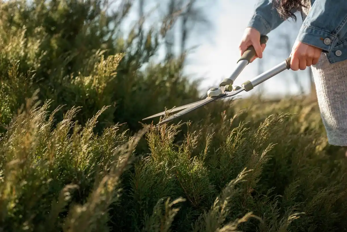 Close-up grass mowing height adjustment in Dutch garden