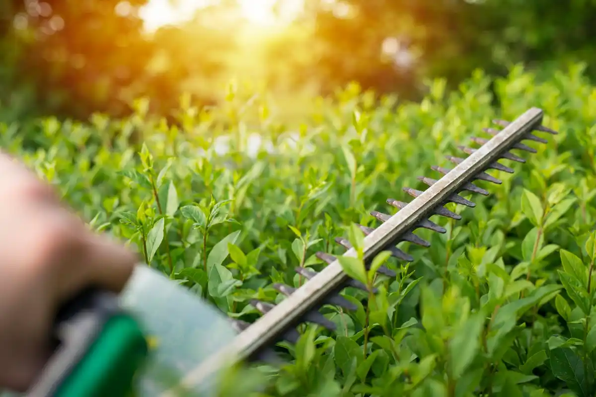 fresh grass seeding Dutch garden care