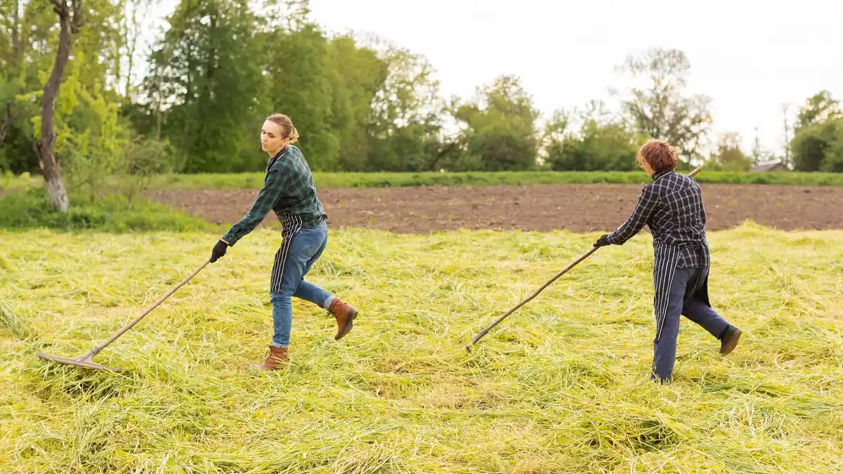 Raking moss from Dutch green lawn