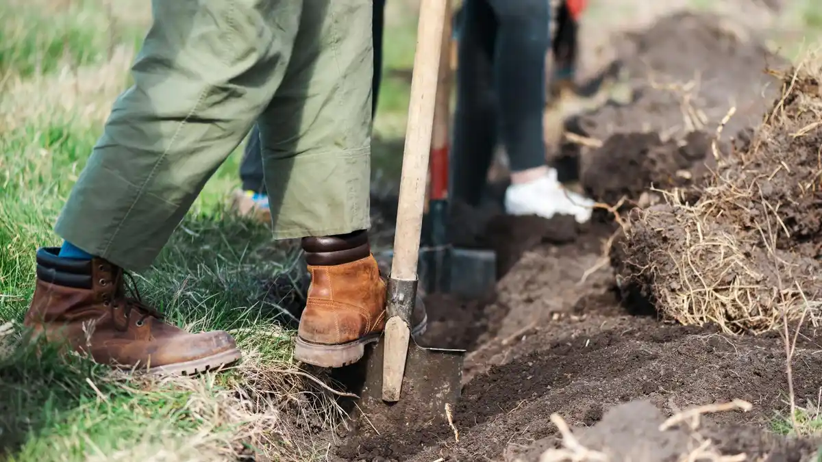 healthy Dutch lawn soil preparation