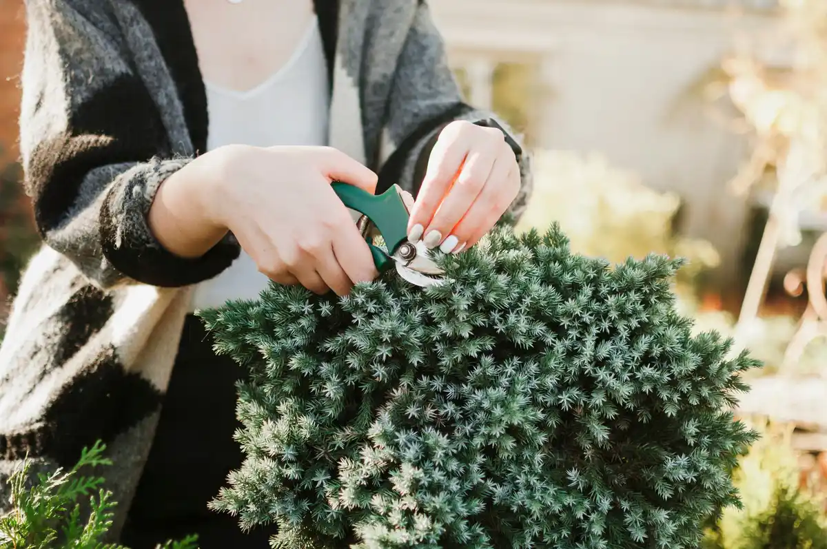 Dutch lawn fertilizing granular fertilizer garden
