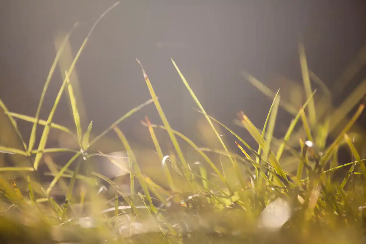 watering lawn early morning sunlight green grass