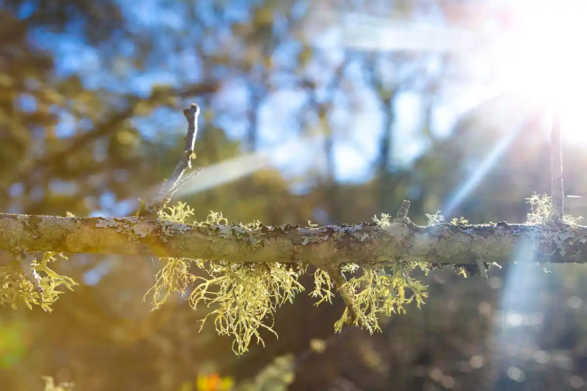 watering grass morning sunlight