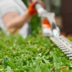 Dutch lawn care mistakes garden grass
