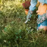dry lawn watering Netherlands summer garden care