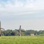 lush green healthy lawn backyard Netherlands