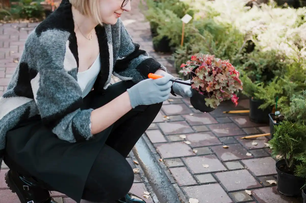 applying organic fertilizer to lawn in backyard
