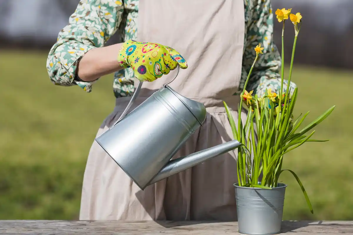 dutch backyard garden tools automatic watering system