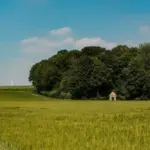 lush green lawn Netherlands garden healthy grass