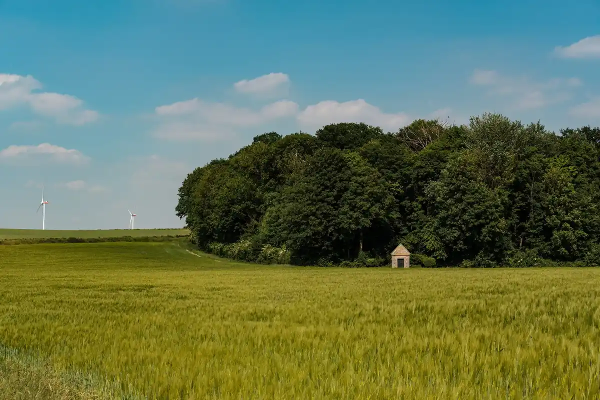 lush green lawn Netherlands garden healthy grass